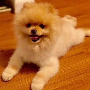 Meet your Posher, Rosanna